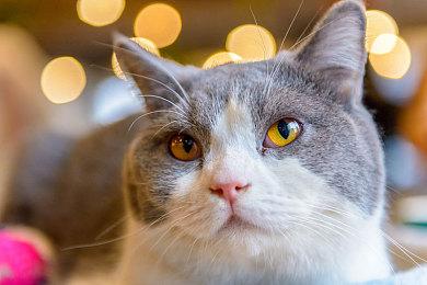 外媒：PC才是PS发表会的最大赢家